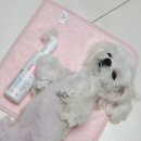 산책하는 강아지 | 매일 산책하는 강아지 필수템, 더마벳 강아지발샴푸 솔직후기
