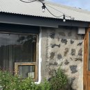 서쪽에서(귤이네) | 제주도 서쪽 애견동반 독채 숙소 [서쪽에서귤이네] l 대형견 가능, 내돈내산 후기