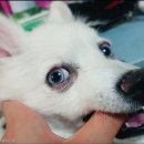 거울보는 강아지 이미지