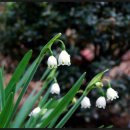 스노우드롭 이미지