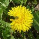 민들레 약국 | 발바닥 무좀연고 한달 사용 (리얼후기)