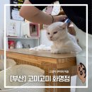 고양이무마취미용 냥지곤지 | 부산 고양이 무마취 미용은 고미고미 화명점에서