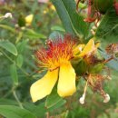 항우 | 가을 우울감 극복! 세인트존스워트의 자연 항우울 효과와 복용 팁