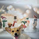 애틋하개 이미지