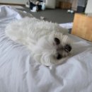 글램펜션(2) | 통영애견펜션 글램독애견펜션 방문 후기