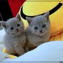 펫365 강아지분양 고양이분양 전주본점 이미지