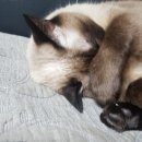 멍집사와개냥이
