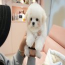 대구강아지분양 럽댕 이미지