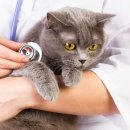 송파새날동물병원 이미지