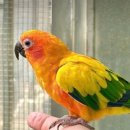 보문로즈 이미지