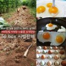 빛가리농장 이미지