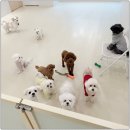 털로덮인친구들 용인죽전점 | 유치원. 애견미용, 동물병원까지 모두 있는 털로덮인친구들 용인 죽전점에서 호텔링을 절찬 모집합니다 !