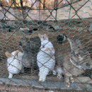 청계목장 이미지