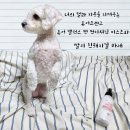 진철농장 | 털 관리하기 힘든 강아지 비숑 프리제(푸숑) 퓨어 프렌즈 강아지 보습 미스트로 윤기나게 털 관리해...
