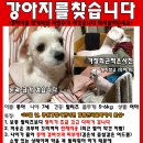 성남말티즈여아 26일에 잃어버렸습니다 이미지