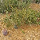 기는뱅크시아 [Creeping banksia, 방크시아 레펜스 (Banksia repens)] 이미지