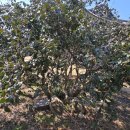 서천 마량리 동백나무 숲 이미지