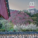 초록마을 선운점 | 고창 가볼만한곳 고창 여행 선운사 봄꽃 구경