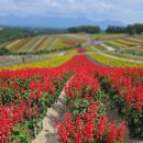 청샘가 | 로드 흰수염폭포 마일드세븐 준페이 키타쿠보 사계채의언덕 탁신관 청의호수 팜도미타 수프카레사마