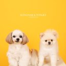 푸른펫살롱 이미지