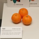 감귤나라앞 3 | 제주 실내 가볼만한곳 서귀포 감귤박물관 5월 귤꽃시즌
