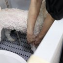 원 반려동물 미용실 네이버블로그
