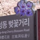고성동 행정복지센터 | 대구 여행ㅣ고성동 벚꽃길 실시간 대구벚꽃명소 주차 사진콘테스트
