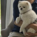 집밥먹개 집밥먹냥