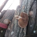 산속 농부의 참나무표고버섯 재배- 버섯나무 만들기 이미지