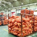 안동청과 이미지