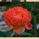 함께할개 사랑할개 이미지