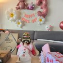 [일상] 25.01.27 (월) 334번째 러닝로그 - 2호야 생일축하해! (+코코허니님 타로 후기)