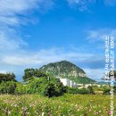 사계오름 | 제주 감성 가득한 서귀포시 독채 펜션 가족펜션 산방산뷰 사계오름