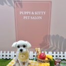 멍냥펫살롱 이미지