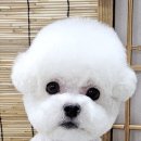 허그멍뭉이# 이미지