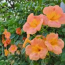 화암경로당 이미지