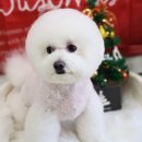 더 펫 애견샵 이미지