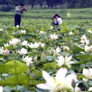 연꽃단지 이미지