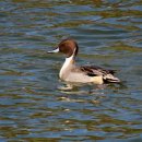 한강오리 이미지