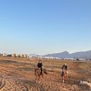 말타기 | 이집트🇪🇬 | 다합(Dahab) | 승마 후기•말타기 | Day87