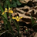 야생화답사 이미지