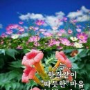 1013 Daum카페