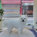 행복애견미용실 | [서울 쌍문역/쌍리단길] 1:1 예약제 가위컷 전문 행복한 애견 미용실