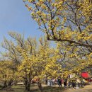 구례산수유