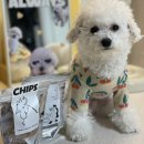 너구리 유격대 | 너구리유격대 저알러지 강아지수제간식 네모 캥거루져키 급여후기