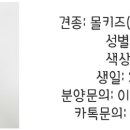 모델독켄넬 이미지