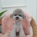 약지애견카페 네이버블로그