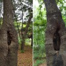 가림산둘레길 이미지