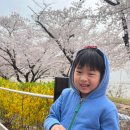 SK BROADBAND 개방화장실 | 2026 SK인천석유화학 벚꽃동산 개방일정 4월 2일 실시간 개화상황