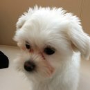 아리 동물병원 이미지